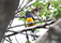 Green backed Trogon